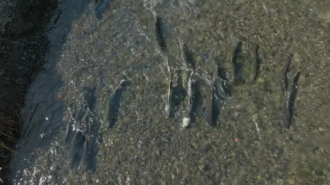 Aerial of Salmon in Eagle Creek, Oregon Stock Footage 345369907