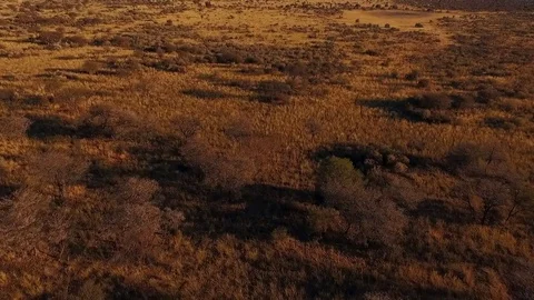 Aerial: The savannah of Namibia at sunset. Stock Footage 77506802