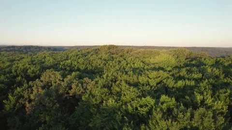 Aerial scene of ancient oak trees forest, on Via Transilvanica trail, in Romania Stock Footage 280258151