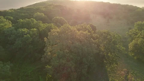 Aerial scene of ancient oak trees forest, on Via Transilvanica trail, in Romania Stock Footage 280258159