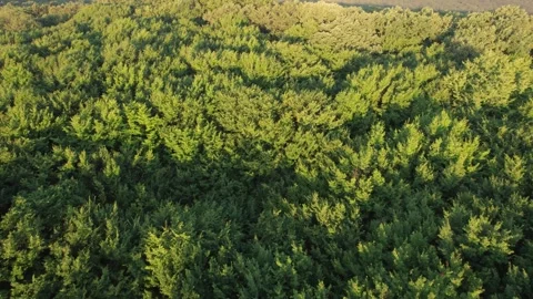 Aerial scene of ancient oak trees forest, on Via Transilvanica trail, in Romania Stock Footage 280258168