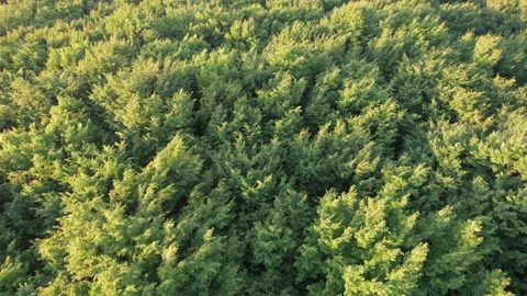 Aerial scene of ancient oak trees forest, on Via Transilvanica trail, in Romania Stock Footage 280258174