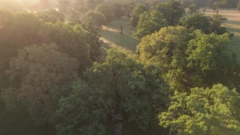 Aerial scene of ancient oak trees forest, on Via Transilvanica trail, in Romania Stock Footage 280258181