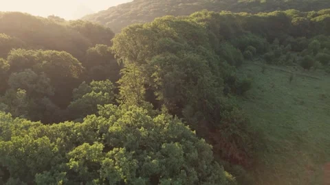 Aerial scene of ancient oak trees forest, on Via Transilvanica trail, in Romania Stock Footage 280258186