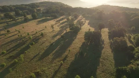 Aerial scene of ancient oak trees forest, on Via Transilvanica trail, in Romania Stock Footage 280258191