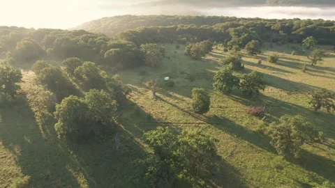 Aerial scene of ancient oak trees forest, on Via Transilvanica trail, in Romania Stock Footage 280258200