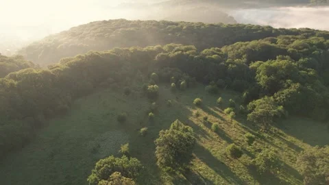 Aerial scene of ancient oak trees forest, on Via Transilvanica trail, in Romania Stock Footage 280258206