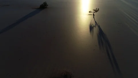 Aerial scene of dry twisted tree silhuette with backlight in sunset 스톡 동영상 103363410