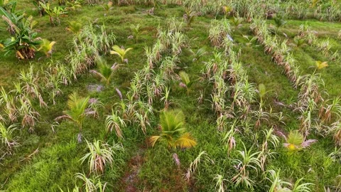 Aerial Scenery Over Labuh Banting Coconut Plantation Rows Stock Footage 332187932