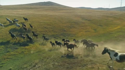 Aerial scenic large herd flock wild horses galloping running field hill Mongolia Stock Footage 142777894