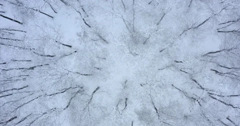 Aerial scenic top down view of winter forest. Drone takeoff over frozen white Stock Footage 169654196