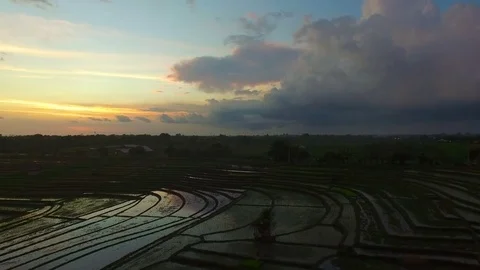 Aerial scenic video of rice fields and Bali village at sunset Stock Footage 77555918