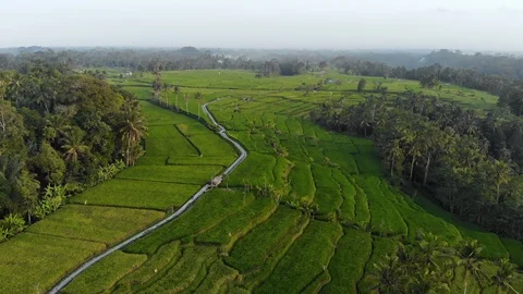 Aerial scenic view, going up, of a rice field in Bali, Indonesia. Stock Footage 92993953