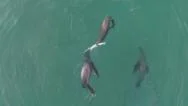 Aerial: Sea Lions Eating Leopard Shark Stock Footage