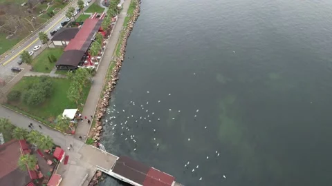 Aerial seagulls flying Stock Footage 229733448