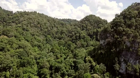 Aerial, seasonal semi-deciduous forest, Malaysia Stock Footage 171649853
