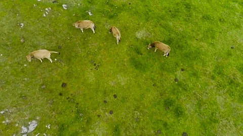 Aerial sequence of green mountain pastures 動画素材 82422712