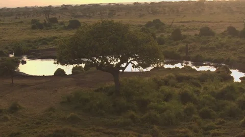 AERIAL: Setting sun reflecting on surface of waterhole in savannah wilderness Stock Footage 71374862