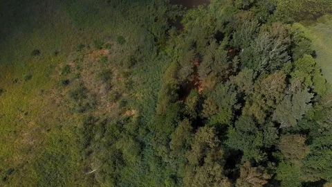 Aerial shadow of moving clouds on the ground camera moves up the trees Stock Footage 95918536