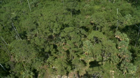 Aerial Shadow in Trees Video stock 737988