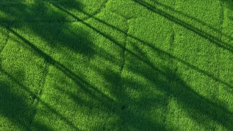 Aerial shadows over rice paddy field textures and patterns Stock Footage 329240272