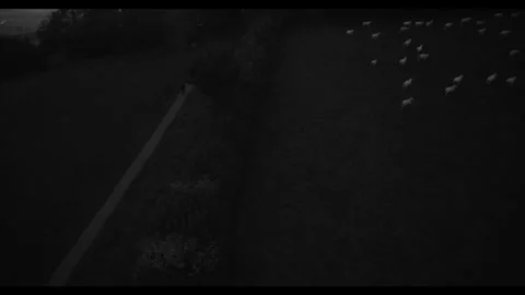 AERIAL SHEEP 2 Stock Footage 306681964