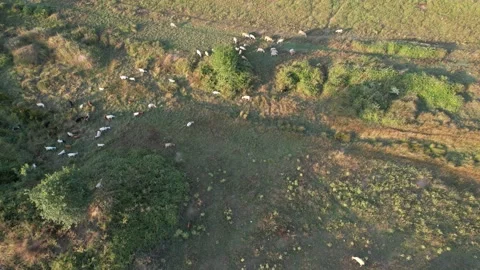 Aerial sheep grazing Stock Footage 204755947