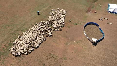 Aerial sheep herd 2 Stock Footage 294128397