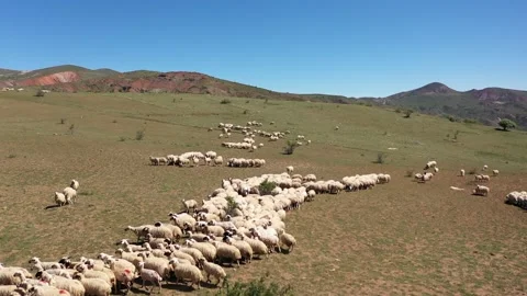 Aerial sheep herd 3 Stock Footage 294128385