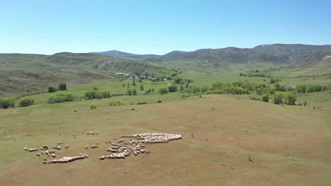 Aerial sheep herd Stock Footage 294128455