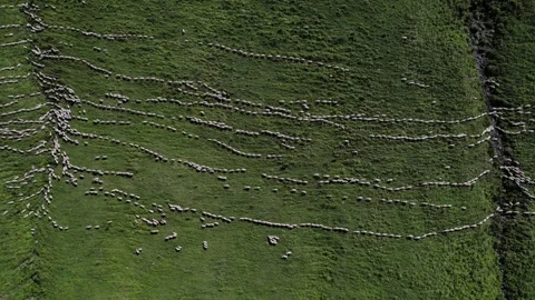 Aerial Sheep Herd Patterns on Green Stock Footage 256962224
