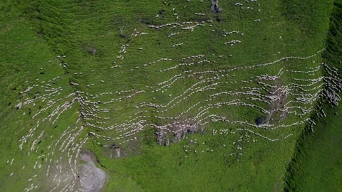 Aerial Sheep Patterns on Verdant Slopes Stock Footage 256961909