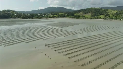 Aerial: Shellfish bed in Coromandel township, New Zealand Stock Footage 132381266