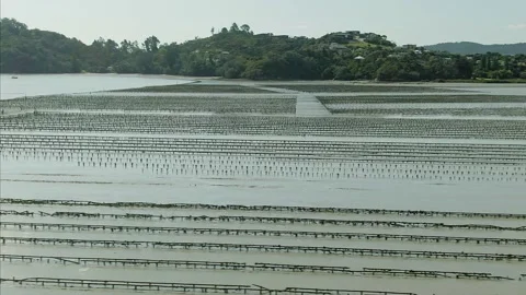 Aerial: Shellfish bed in Coromandel township, New Zealand Video stock 132381556