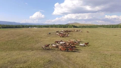 AERIAL: The shepherd leads the herd through the pasture. Horses run quickly Stock-Footage 81669746