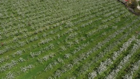 Aerial shoot (Close-up) of apple flower tree field in Korea. (2017.April) Stock Footage