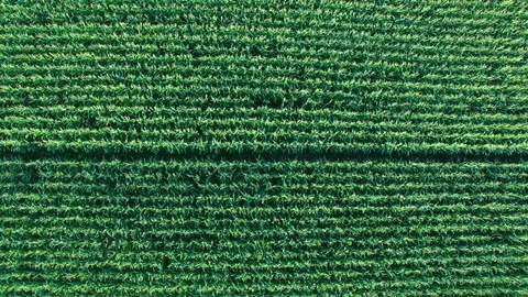 Aerial shoot of corn field. Video stock 78570070