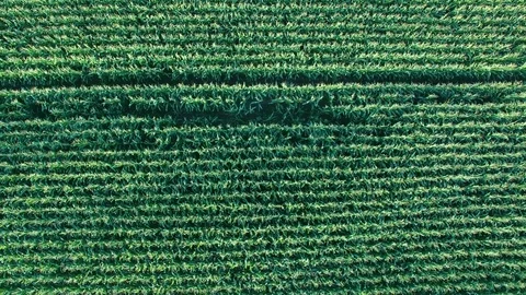 Aerial shoot of corn field. Stock Footage 78570293