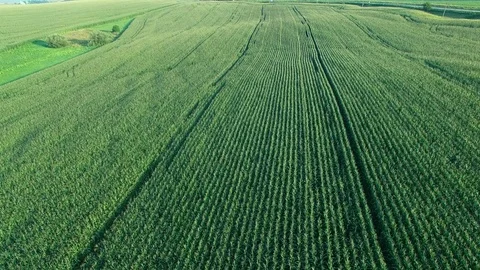 Aerial shoot of corn field. Video stock 78570995