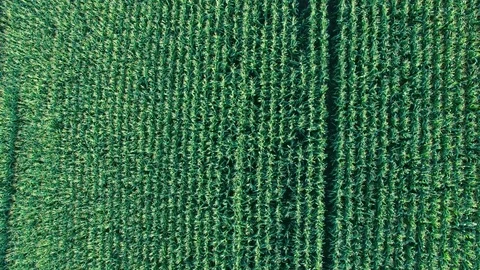 Aerial shoot of corn field. Stock Footage 78571237