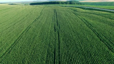 Aerial shoot of corn field. Stock Footage 78572114