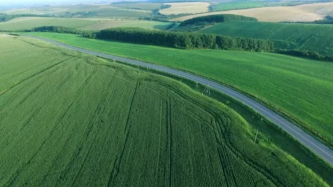 Aerial shoot of corn field. Stock Footage 78572147