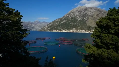 Aerial shoot of farm for growing shells, mussels and oysters Stock Footage 110604923