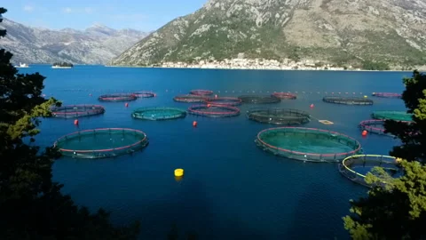 Aerial shoot of farm for growing shells, mussels and oysters 库存影片 110617816