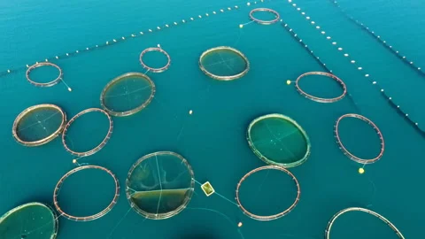 Aerial shoot of farm for growing shells, mussels and oysters Stock Footage 110620285