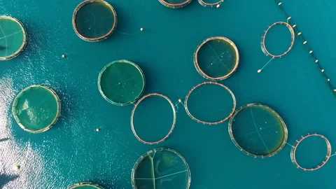 Aerial shoot of farm for growing shells, mussels and oysters Stock Footage 110622340