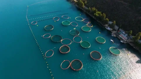 Aerial shoot of farm for growing shells, mussels and oysters Stock Footage 110623070