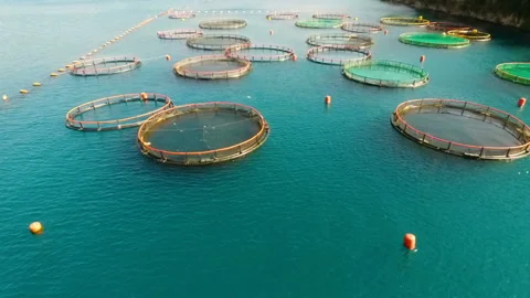 Aerial shoot of farm for growing shells, mussels and oysters Stock Footage 110625232
