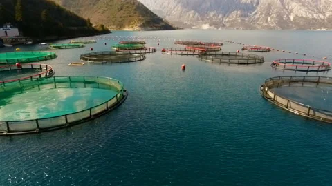 Aerial shoot of farm for growing shells, mussels and oysters Stock Footage 110686145