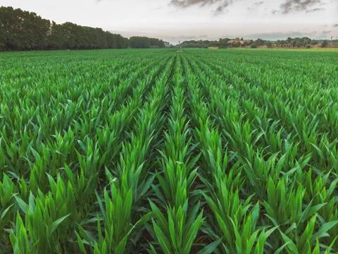 Aerial shoot from a maize rows in Spain Foto stock